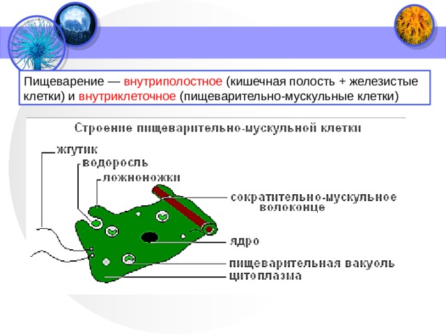 Какой цифрой на рисунке обозначена структура осуществляющая внутриклеточное пищеварение