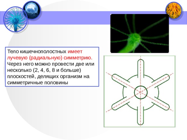 Тело кишечнополостных имеет лучевую (радиальную) симметрию. Через него можно провести две или несколько (2, 4, 6, 8 и больше) плоскостей, делящих организм на симметричные половины 