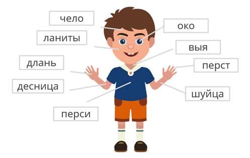 Что такое чело. Старинные названия частей тела. Архаизмы части тела человека. Устаревшие части тела. Устаревшие слова части тела.