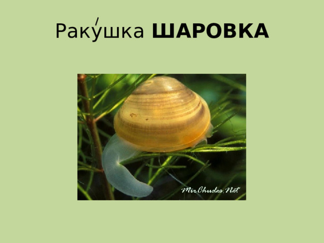 Ракушка ШАРОВКА 