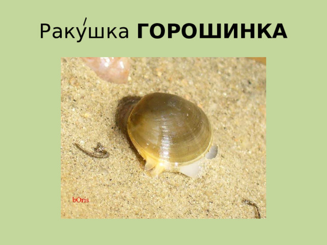 Ракушка ГОРОШИНКА 