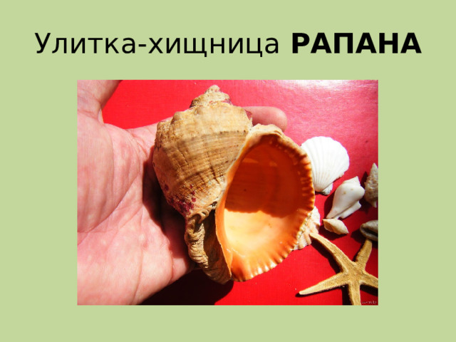 Улитка-хищница РАПАНА 