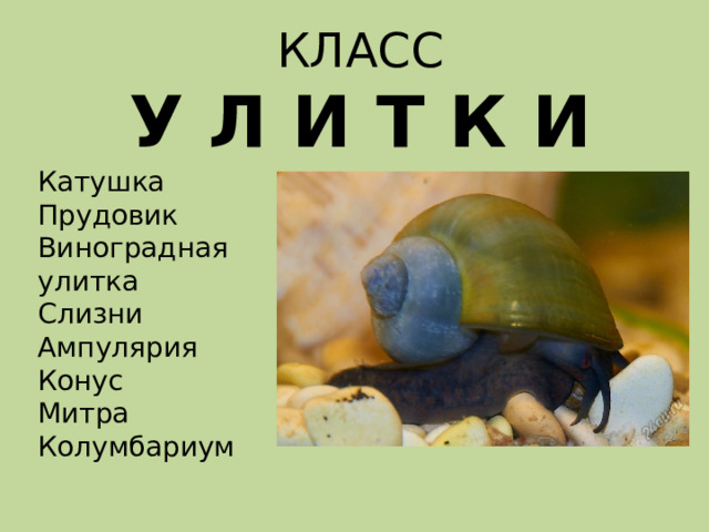 КЛАСС  У Л И Т К И Катушка Прудовик Виноградная улитка Слизни Ампулярия Конус Митра Колумбариум 