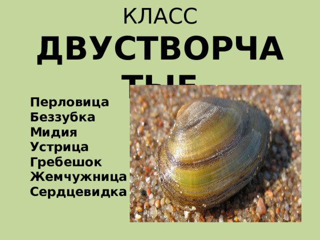 КЛАСС  ДВУСТВОРЧАТЫЕ Перловица Беззубка Мидия Устрица Гребешок Жемчужница Сердцевидка 