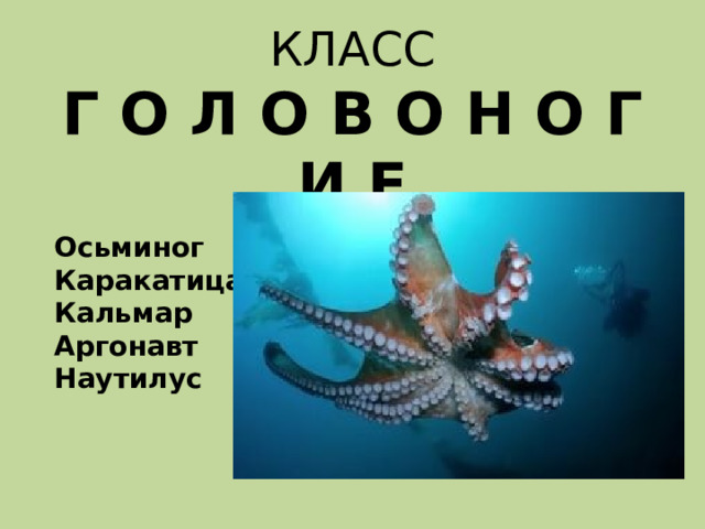 КЛАСС  Г О Л О В О Н О Г И Е Осьминог Каракатица Кальмар Аргонавт Наутилус 