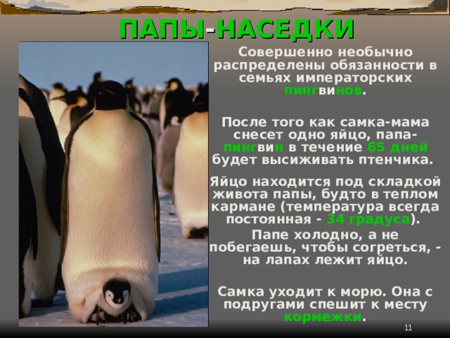 ПАПЫ - НАСЕДКИ Совершенно необычно распределены обязанности в семьях императорских пинг ви нов .  После того как самка-мама снесет одно яйцо, папа- пинг ви н в течение 65 дней будет высиживать птенчика.  Яйцо находится под складкой живота папы, будто в теплом кармане (температура всегда постоянная - 34 градуса ). Папе холодно, а не побегаешь, чтобы согреться, - на лапах лежит яйцо.  Самка уходит к морю. Она с подругами спешит к месту кормежки .  