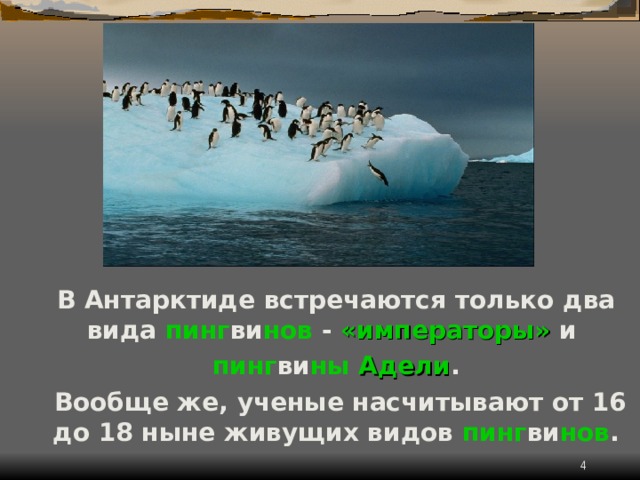 В Антарктиде встречаются только два вида пинг ви нов - «императоры» и пинг ви ны  Адели .  Вообще же, ученые насчитывают от 16 до 18 ныне живущих видов пинг ви нов .  