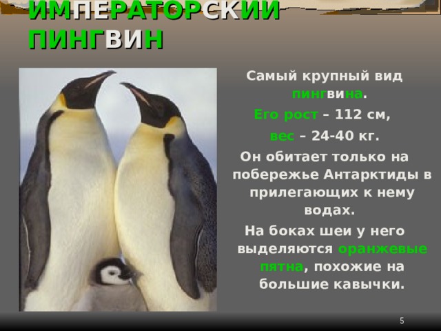 ИМ ПЕ РАТОР СК ИЙ  ПИНГ ВИ Н Самый крупный вид пинг ви на . Его рост – 112 см, вес – 24-40 кг. Он обитает только на побережье Антарктиды в прилегающих к нему водах. На боках шеи у него выделяются оранжевые пятна , похожие на большие кавычки.  