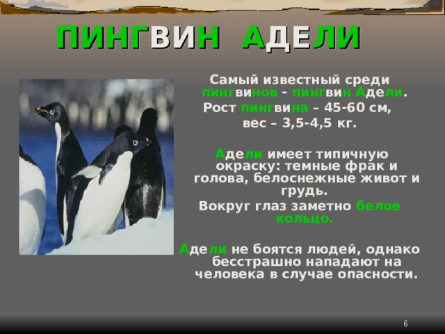 ПИНГ ВИ Н  А ДЕ ЛИ Самый известный среди пинг ви нов - пинг ви н  А де ли . Рост пинг ви на – 45-60 см, вес – 3,5-4,5 кг.   А де ли имеет типичную окраску: темные фрак и голова, белоснежные живот и грудь. Вокруг глаз заметно белое кольцо.  А де ли не боятся людей, однако бесстрашно нападают на человека в случае опасности.    