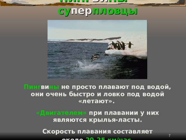 ПИНГ ВИ НЫ  –  су пер пловцы Пинг ви ны не просто плавают под водой, они очень быстро и ловко под водой «летают».   «Двигателем» при плавании у них являются крылья-ласты.   Скорость плавания составляет около 20-25  км/час .   