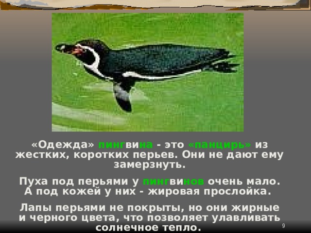 «Одежда» пинг ви на - это «панцирь» из жестких, коротких перьев. Они не дают ему замерзнуть.  Пуха под перьями у пинг ви нов очень мало. А под кожей у них - жировая прослойка.  Лапы перьями не покрыты, но они жирные и черного цвета, что позволяет улавливать солнечное тепло.   