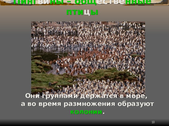 Пинг ви ны – общ естве нные пти ц ы Они группами держатся в море,  а во время размножения образуют колонии .  