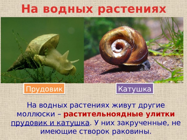 Брюхоногие моллюски строение. Особенности строения раковины брюхоногих моллюсков. Прудовик обыкновенный строение раковины. Малый прудовик строение. Раковина обыкновенного прудовика покрыта слоем.