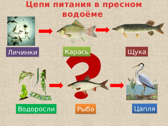 Цепи питания в водоеме примеры. Цепь питания пресного водоема. Цепьпитанияпресного аодоема.