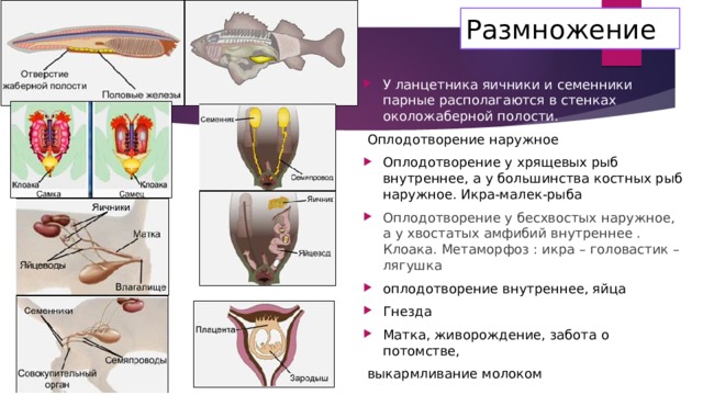 Рассмотрите рисунок и определите стадию эмбриогенеза ланцетника и зародышевый листок