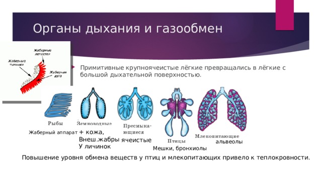 Презентация органы дыхания и газообмен презентация 7 класс