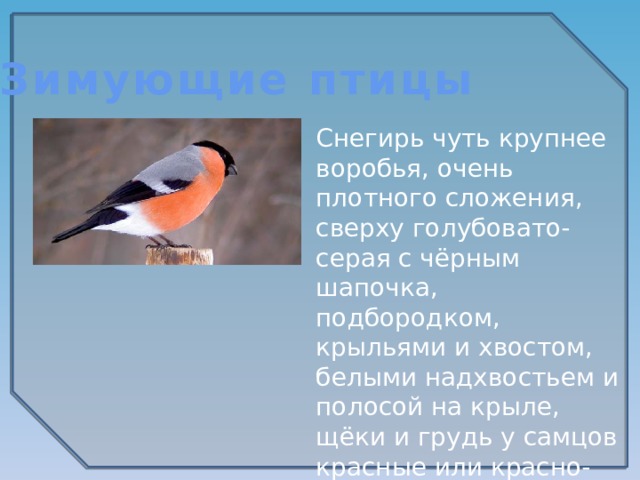 Зимующие птицы Снегирь чуть крупнее воробья, очень плотного сложения, сверху голубовато-серая с чёрным шапочка, подбородком, крыльями и хвостом, белыми надхвостьем и полосой на крыле, щёки и грудь у самцов красные или красно-розовые. 