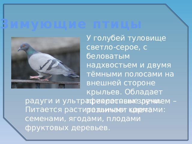 Зимующие птицы У голубей туловище светло-серое, с беловатым надхвостьем и двумя тёмными полосами на внешней стороне крыльев. Обладает прекрасным зрением – различает цвета радуги и ультрафиолетовые лучи. Питается растительными кормами: семенами, ягодами, плодами фруктовых деревьев. 