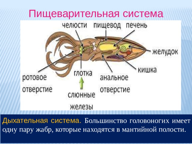 Пищеварительная система Дыхательная система. Большинство головоногих имеет одну пару жабр, которые находятся в мантийной полости. 