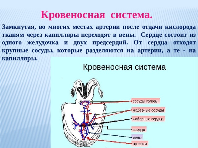 Кровеносная система. Замкнутая, во многих местах артерии после отдачи кислорода тканям через капилляры переходят в вены. Сердце состоит из одного желудочка и двух предсердий. От сердца отходят крупные сосуды, которые разделяются на артерии, а те - на капилляры. 