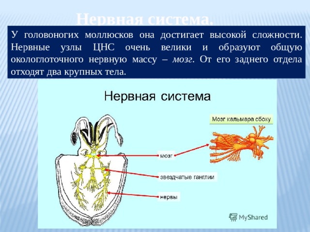 Нервная система. У головоногих моллюсков она достигает высокой сложности. Нервные узлы ЦНС очень велики и образуют общую окологлоточного нервную массу – мозг . От его заднего отдела отходят два крупных тела. 