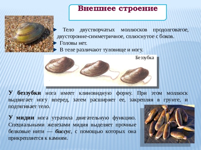 7 класс, презентация на тему: Двустворчатые и Головоногие моллюски  (21.12.2020)