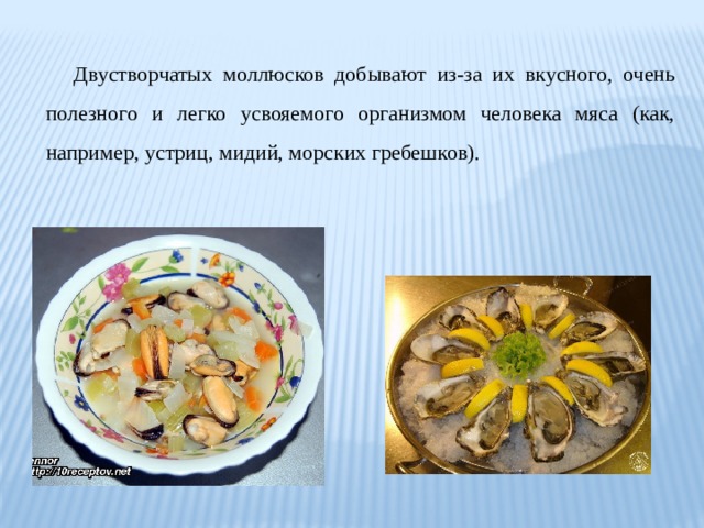 Двустворчатых моллюсков добывают из-за их вкусного, очень полезного и легко усвояемого организмом человека мяса (как, например, устриц, мидий, морских гребешков). 