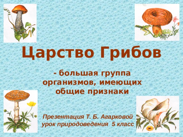 Царство Грибов - большая группа организмов, имеющих общие признаки Презентация Т. Б. Агарковой урок природоведения 5 класс 