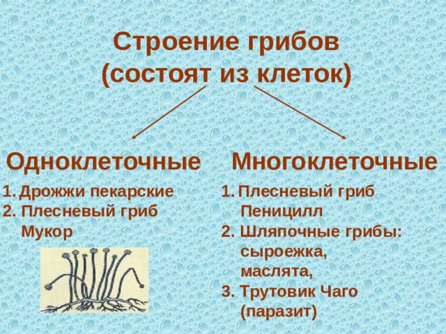 Строение грибов  (состоят из клеток) Одноклеточные Многоклеточные Дрожжи пекарские Плесневый гриб 2. Плесневый гриб  Мукор  Пеницилл 2. Шляпочные грибы:  сыроежка,  маслята, 3. Трутовик Чаго  (паразит) 