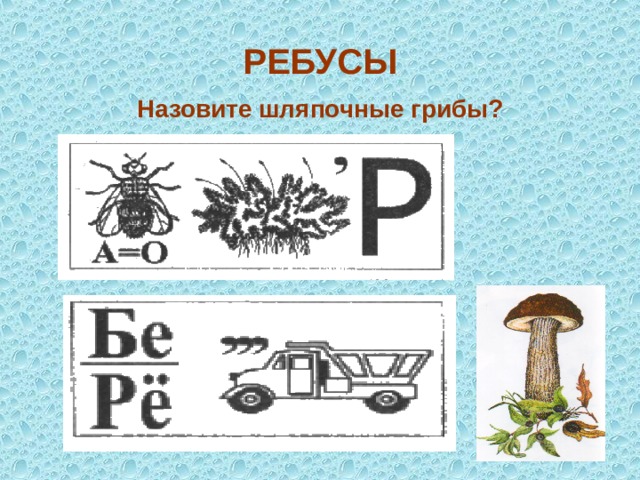 РЕБУСЫ Назовите шляпочные грибы? 