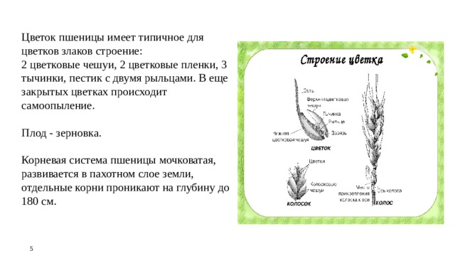 Цветок пшеницы имеет типичное для цветков злаков строение: 2 цветковые чешуи, 2 цветковые пленки, 3 тычинки, пестик с двумя рыльцами. В еще закрытых цветках происходит самоопыление. Плод - зерновка. Корневая система пшеницы мочковатая, развивается в пахотном слое земли, отдельные корни проникают на глубину до 180 см. 5 