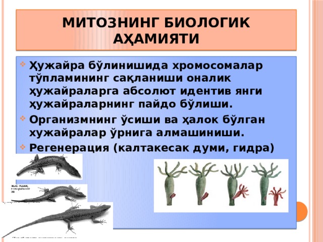 МИТОЗНИНГ БИОЛОГИК АҲАМИЯТИ Ҳужайра бўлинишида хромосомалар тўпламининг сақланиши оналик ҳужайраларга абсолют идентив янги ҳужайраларнинг пайдо бўлиши. Организмнинг ўсиши ва ҳалок бўлган хужайралар ўрнига алмашиниши. Регенерация (калтакесак думи, гидра)  