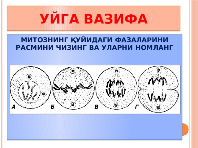 УЙГА ВАЗИФА МИТОЗНИНГ ҚУЙИДАГИ ФАЗАЛАРИНИ РАСМИНИ ЧИЗИНГ ВА УЛАРНИ НОМЛАНГ  