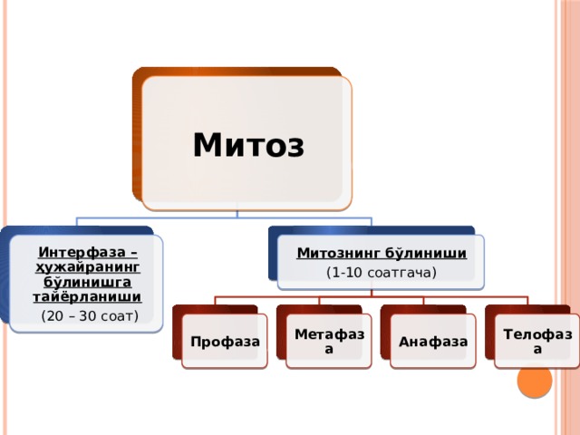 Митоз Митознинг бўлиниши Интерфаза – ҳужайранинг бўлинишга тайёрланиши  (20 – 30 соат) (1-10 соатгача) Профаза Метафаза Анафаза Телофаза 