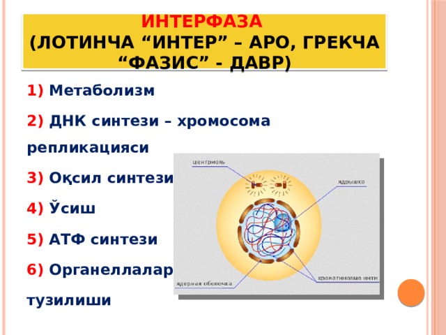 ИНТЕРФАЗА  (лотинча “интер” – аро, грекча “фазис” - давр) 1) Метаболизм 2) ДНК синтези – хромосома репликацияси 3) Оқсил синтези 4) Ўсиш 5) АТФ синтези 6) Органеллалар тузилиши 