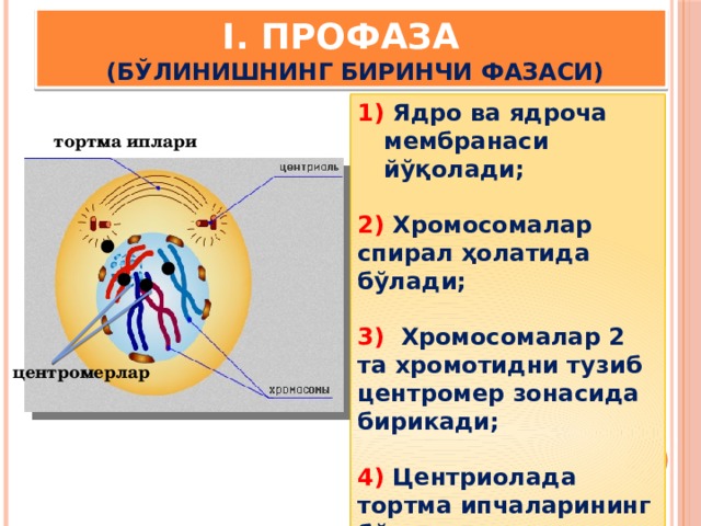 I. Профаза    (бўлинишнинг биринчи фазаси) 1) Ядро ва ядроча мембранаси йўқолади;  2) Хромосомалар спирал ҳолатида бўлади;  3) Хромосомалар 2 та хромотидни тузиб центромер зонасида бирикади;  4) Центриолада тортма ипчаларининг бўлиниши содир бўлади. тортма иплари центромерлар 
