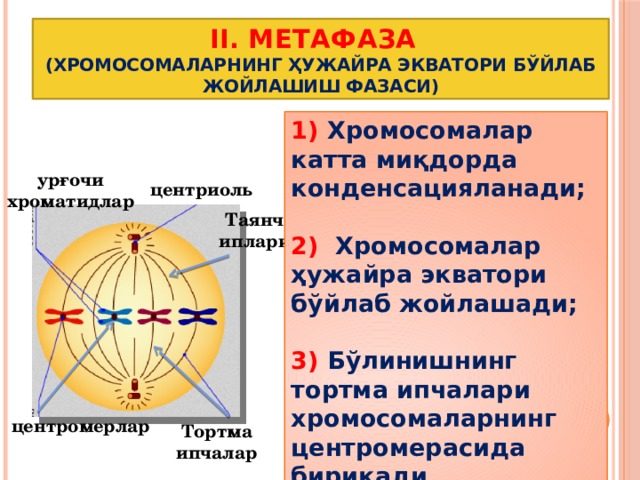 II. Метафаза    (хромосомаларнинг ҳужайра экватори бўйлаб жойлашиш фазаси) 1) Хромосомалар катта миқдорда конденсацияланади;  2) Хромосомалар ҳужайра экватори бўйлаб жойлашади;  3) Бўлинишнинг тортма ипчалари хромосомаларнинг центромерасида бирикади. урғочи хроматидлар центриоль Таянч иплари центромерлар Тортма ипчалар 