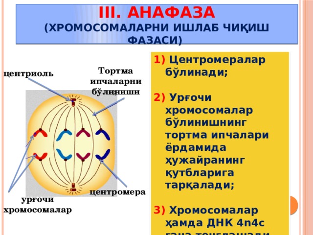 III. Анафаза  (хромосомаларни ишлаб чиқиш фазаси) 1) Центромералар бўлинади;  2) Урғочи хромосомалар бўлинишнинг тортма ипчалари ёрдамида ҳужайранинг қутбларига тарқалади;  3) Хромосомалар ҳамда ДНК 4n4c гача тенглашади, хромосома бир хроматидли бўлади Тортма ипчаларни бўлиниши центриоль центромера урғочи хромосомалар 