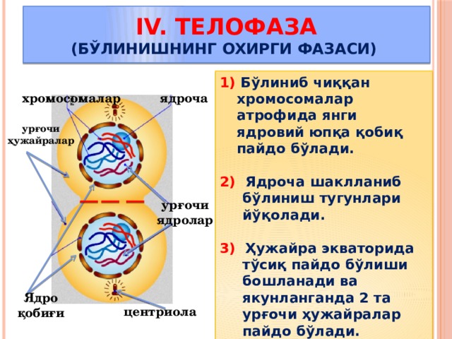 IV. Телофаза  (бўлинишнинг охирги фазаси) 1) Бўлиниб чиққан хромосомалар атрофида янги ядровий юпқа қобиқ пайдо бўлади.  2) Ядроча шаклланиб бўлиниш тугунлари йўқолади.  3) Ҳужайра экваторида тўсиқ пайдо бўлиши бошланади ва якунланганда 2 та урғочи ҳужайралар пайдо бўлади.    ядроча хромосомалар урғочи ҳужайралар урғочи ядролар Ядро қобиғи центриола 