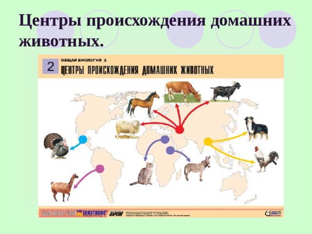 Презентация центры происхождения животных