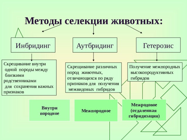 Основные методы селекции схема