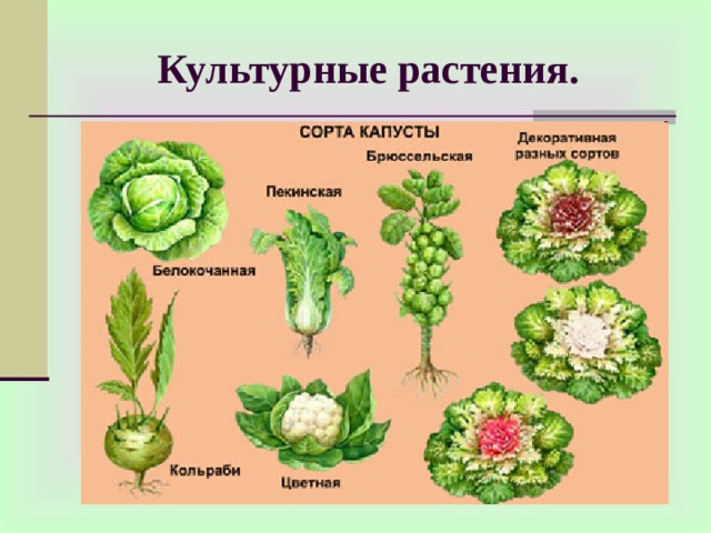 Схема культурных растений