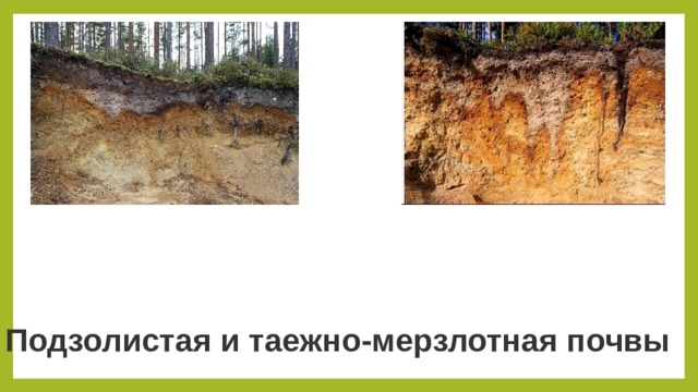Подзолистая и таежно-мерзлотная почвы 