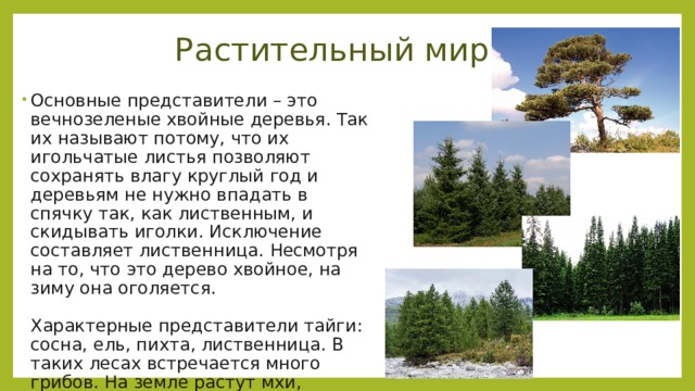 Растительный мир Основные представители – это вечнозеленые хвойные деревья. Так их называют потому, что их игольчатые листья позволяют сохранять влагу круглый год и деревьям не нужно впадать в спячку так, как лиственным, и скидывать иголки. Исключение составляет лиственница. Несмотря на то, что это дерево хвойное, на зиму она оголяется.   Характерные представители тайги: сосна, ель, пихта, лиственница. В таких лесах встречается много грибов. На земле растут мхи, лишайники, невысокие кустики. Цветов в темных чащах мало.    
