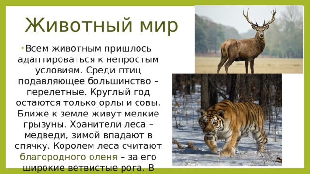 Животный мир Всем животным пришлось адаптироваться к непростым условиям. Среди птиц подавляющее большинство – перелетные. Круглый год остаются только орлы и совы. Ближе к земле живут мелкие грызуны. Хранители леса – медведи, зимой впадают в спячку. Королем леса считают благородного оленя – за его широкие ветвистые рога. В тайге живет самый большой представитель кошачьего семейства – сибирский тигр. 