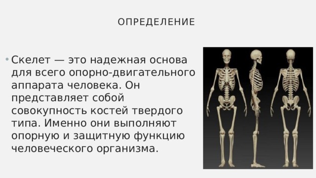 Определение Скелет — это надежная основа для всего опорно-двигательного аппарата человека. Он представляет собой совокупность костей твердого типа. Именно они выполняют опорную и защитную функцию человеческого организма.   