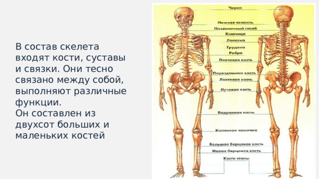 Что входит в кости