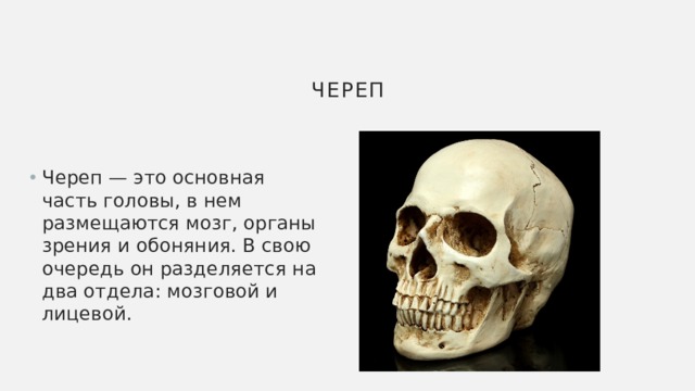 Череп Череп — это основная часть головы, в нем размещаются мозг, органы зрения и обоняния. В свою очередь он разделяется на два отдела: мозговой и лицевой.   