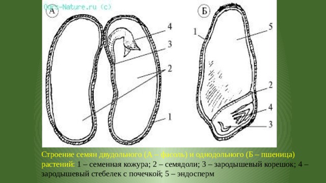 Строение семян двудольного (А – фасоль) и однодольного (Б – пшеница) растений: 1 – семенная кожура; 2 – семядоли; 3 – зародышевый корешок; 4 – зародышевый стебелек с почечкой; 5 – эндосперм 