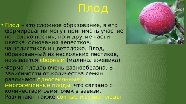 Плод Плод – это сложное образование, в его формировании могут принимать участие не только пестик, но и другие части цветка: основания лепестков, чашелистиков и цветоложе. Плод, образованный из нескольких пестиков, называется сборным (малина, ежевика). Форма плодов очень разнообразна. В зависимости от количества семян различают односемянные и многосемянные плоды, что связано с количеством семяпочек в завязи. Различают также сочные и сухие плоды 